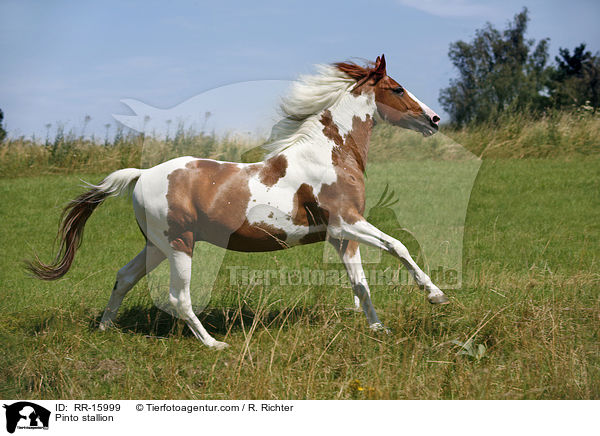 Pinto Hengst / Pinto stallion / RR-15999