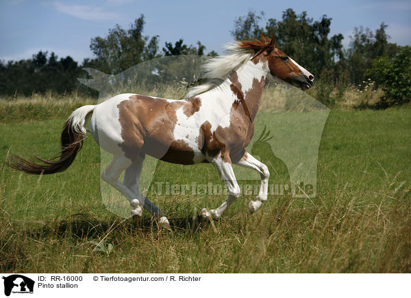Pinto stallion / RR-16000