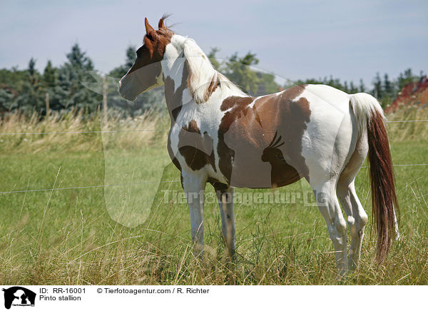 Pinto stallion / RR-16001