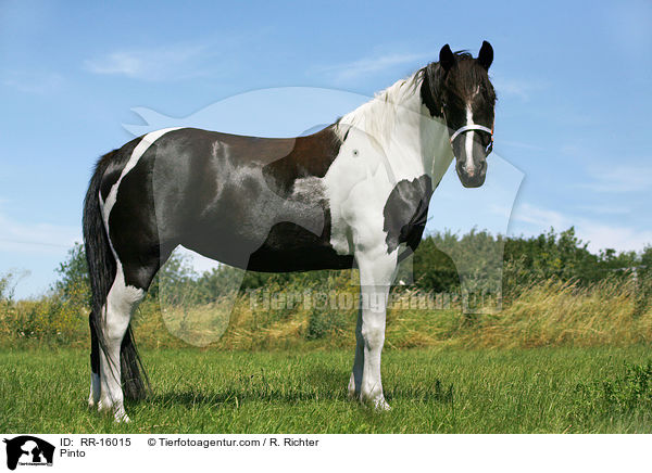 Pinto / RR-16015