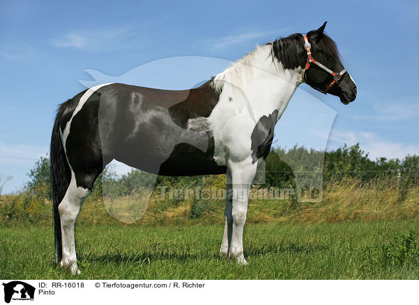 Pinto / Pinto / RR-16018