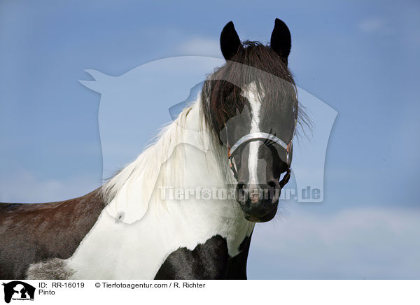 Pinto / RR-16019