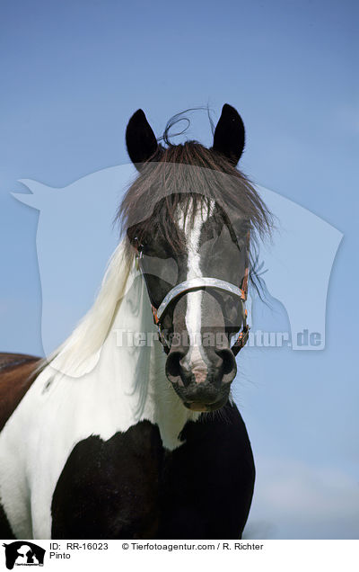 Pinto / Pinto / RR-16023