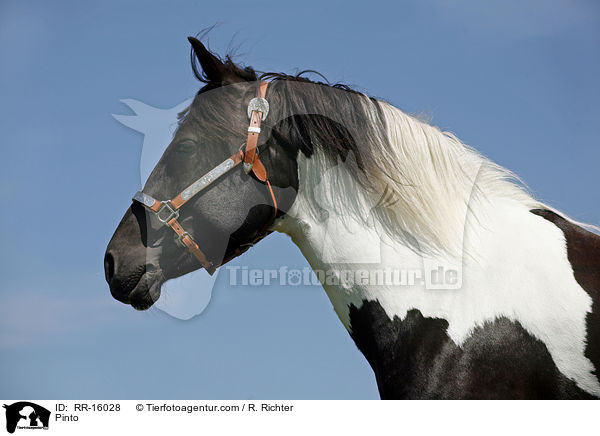 Pinto / Pinto / RR-16028