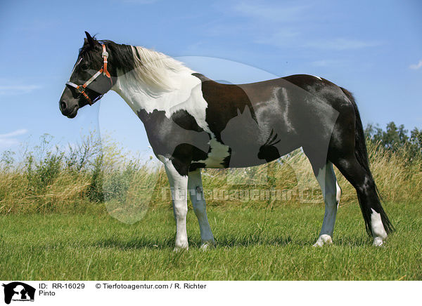 Pinto / Pinto / RR-16029