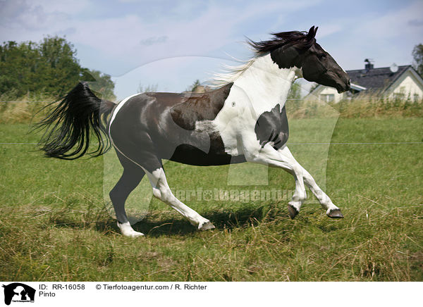 Pinto / Pinto / RR-16058