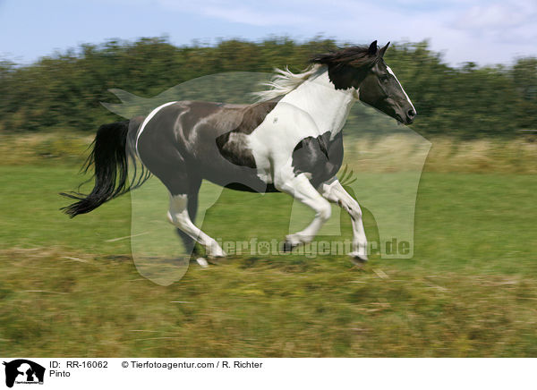 Pinto / Pinto / RR-16062