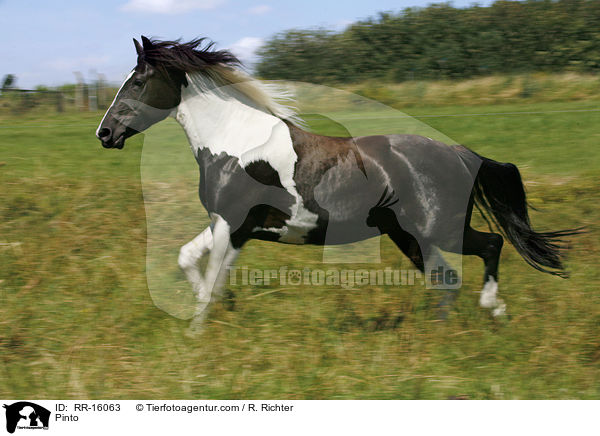 Pinto / Pinto / RR-16063