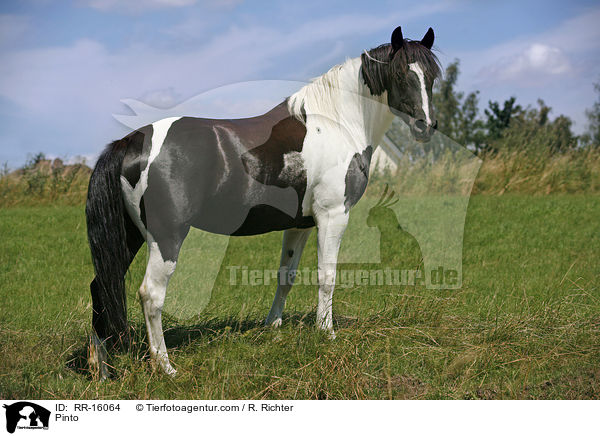 Pinto / Pinto / RR-16064