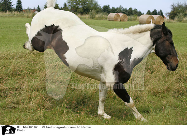 Pinto / Pinto / RR-16162