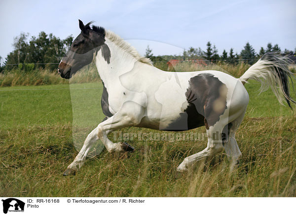 Pinto / RR-16168