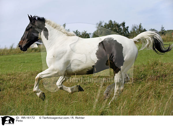 Pinto / RR-16172