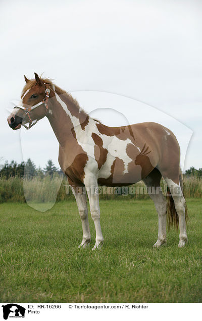 Pinto / Pinto / RR-16266