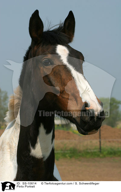 Pinto Portrait / SS-10614