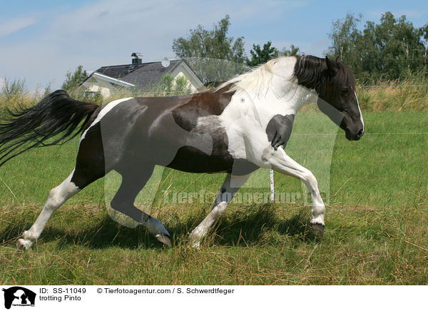 trotting Pinto / SS-11049