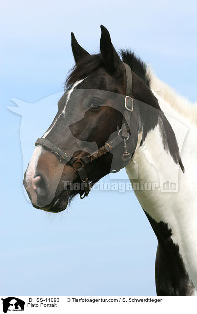 Pinto Portrait / SS-11093