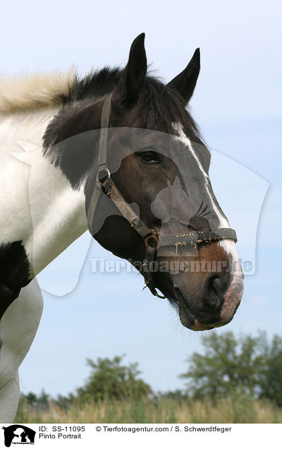 Pinto Portrait / SS-11095