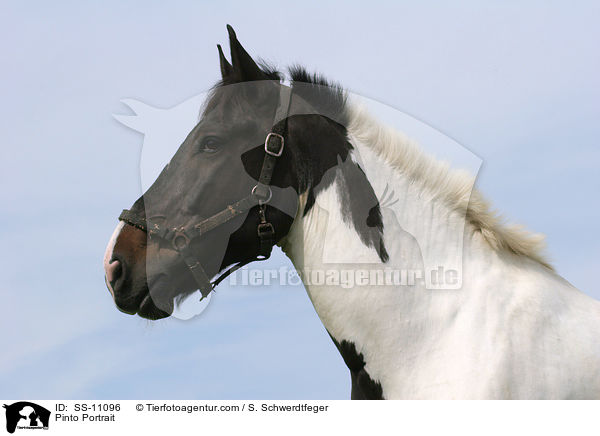 Pinto Portrait / SS-11096