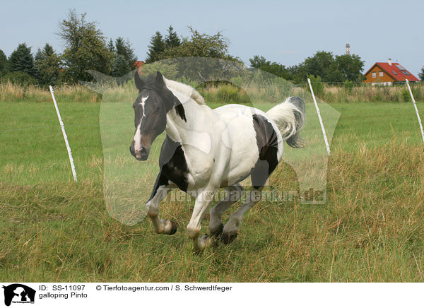 galloping Pinto / SS-11097