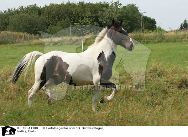 trotting Pinto / SS-11100