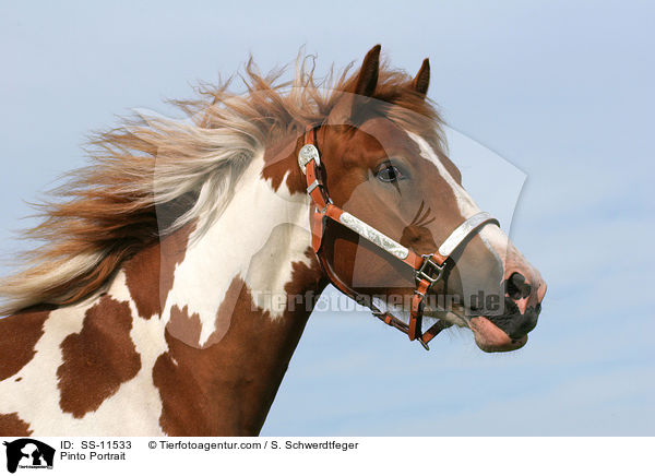 Pinto Portrait / SS-11533