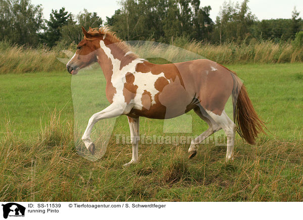 running Pinto / SS-11539