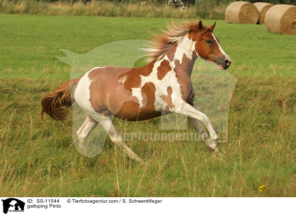 galloping Pinto / SS-11544