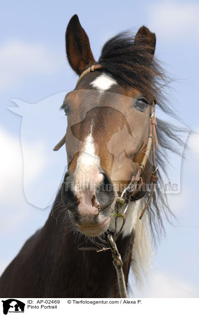 Pinto Portrait / AP-02469