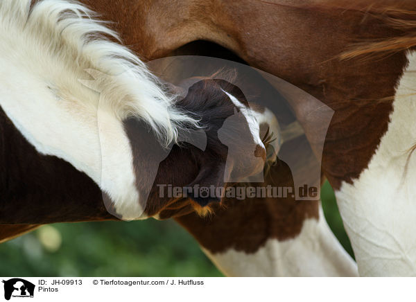 Pintos / Pintos / JH-09913