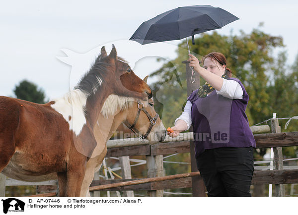 Haflinger und Pinto / Haflinger horse and pinto / AP-07446