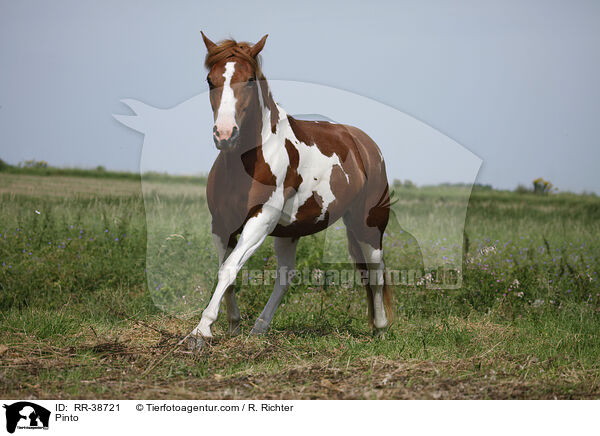 Pinto / RR-38721