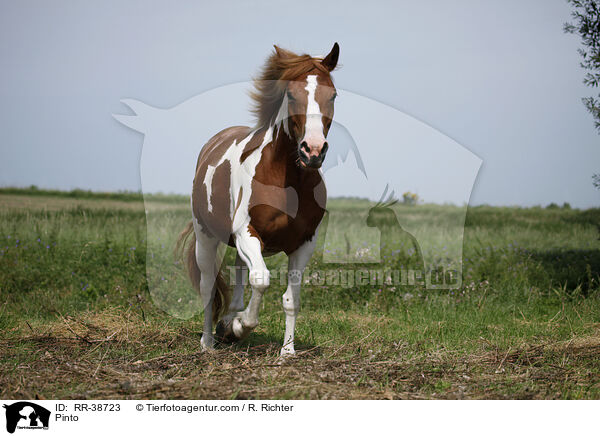 Pinto / RR-38723
