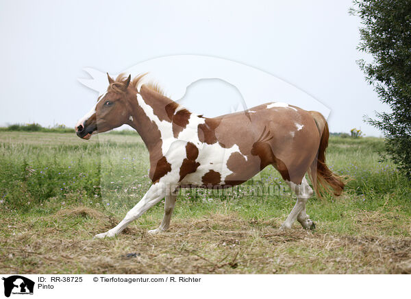 Pinto / RR-38725