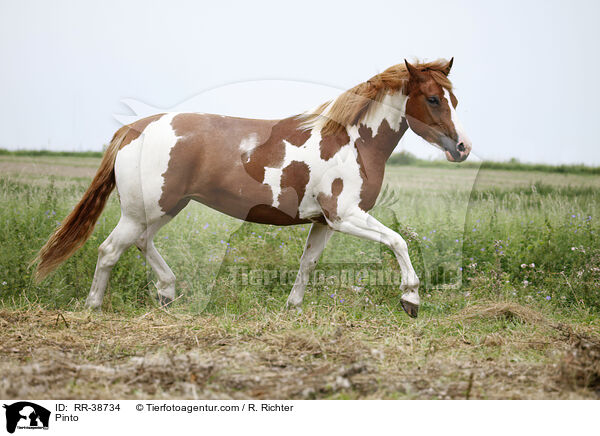 Pinto / RR-38734