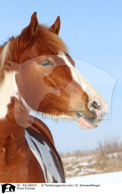 Pinto Portrait / Pinto Portrait / SS-26674