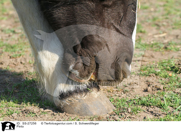 Pinto juckt sich / Pinto / SS-27256