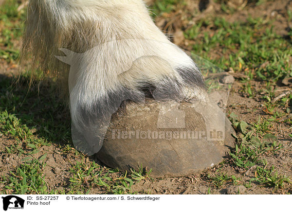 Pinto Huf / Pinto hoof / SS-27257
