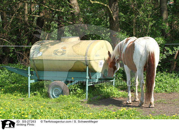 trinkender Pinto / dinking Pinto / SS-27263