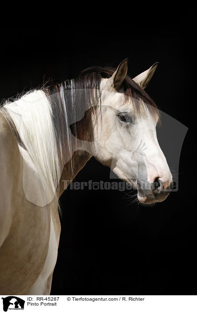 Pinto Portrait / RR-45287