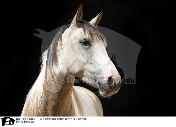 Pinto Portrait / RR-45289