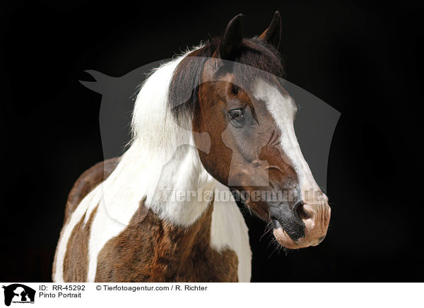 Pinto Portrait / RR-45292