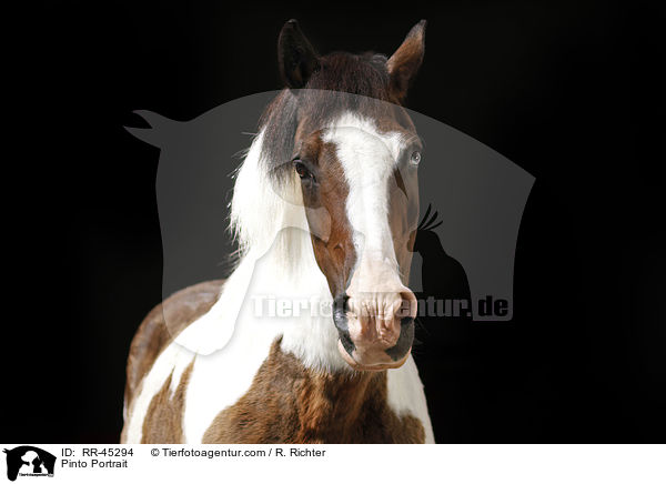 Pinto Portrait / RR-45294