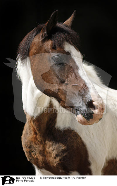 Pinto Portrait / RR-45295