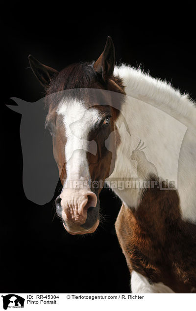Pinto Portrait / RR-45304