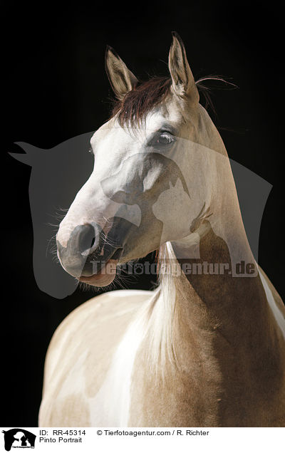 Pinto Portrait / RR-45314