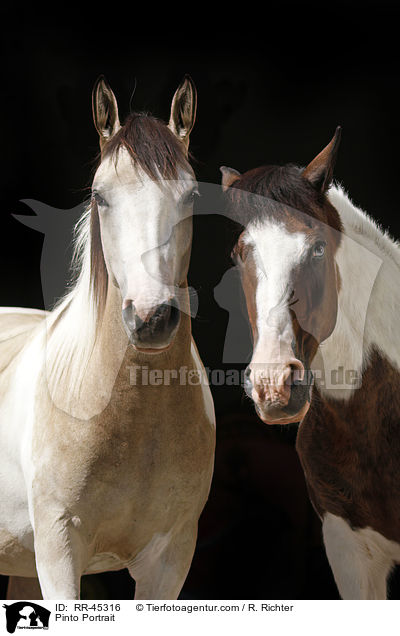 Pinto Portrait / RR-45316