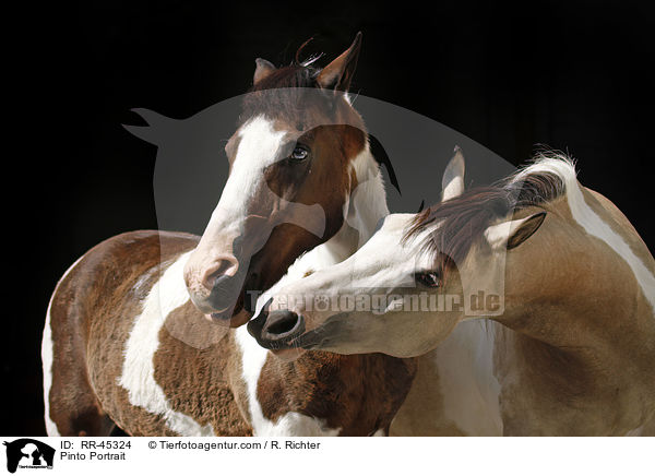 Pinto Portrait / RR-45324