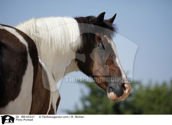 Pinto Portrait / RR-45331