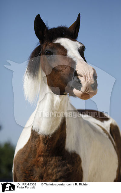 Pinto Portrait / RR-45332