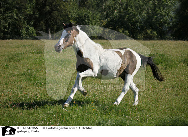 galloping Pinto / RR-45355
